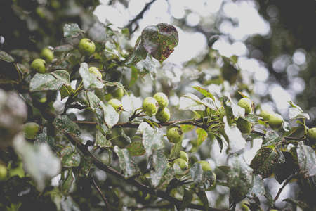 Wild pear with infected leaves. Disease on the leaves of a pear. Septoria pear - small gray spots with dark edging on the leaf blades.の写真素材