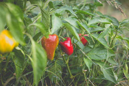 Big beautiful peppers in the home garden in the countryside after the rain.の写真素材