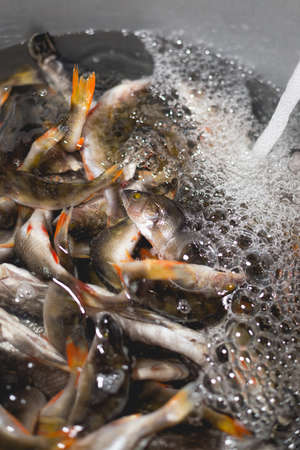The process of extracting excess salt from fish by soaking in water for further drying. Cooking dried fish at home.の写真素材