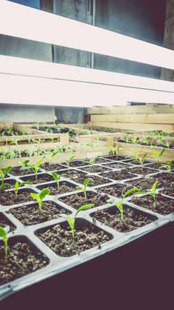 Growing seedlings in wooden and cardboard boxes under white LED lamps at home.の写真素材