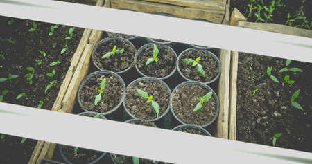 Growing seedlings in wooden and cardboard boxes under white LED lamps at home.の写真素材