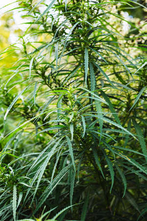 Branch of cannabis and marijuana. Ganja, hemp beautiful treeの写真素材