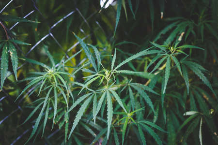 Branch of cannabis and marijuana. Ganja, hemp beautiful treeの写真素材