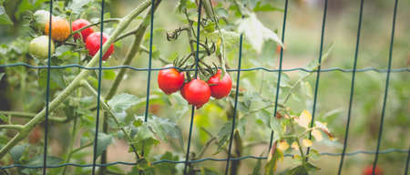 Beautiful view of red cherry tomatoes in a home garden in the countryside after rain. Soft morning lighting without harsh shadows.の写真素材