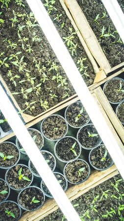 Growing seedlings in wooden and cardboard boxes under white LED lamps at home.の写真素材