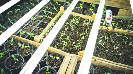 Growing seedlings in wooden and cardboard boxes under white LED lamps at home.の写真素材