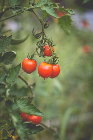 Beautiful view of red cherry tomatoes in a home garden in the countryside after rain. Soft morning lighting without harsh shadows.の写真素材