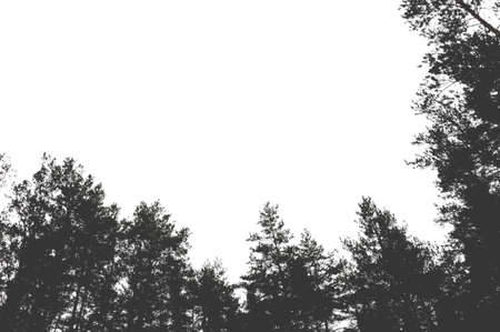 Silhouette of a pine forest and sky. Place for the textの写真素材