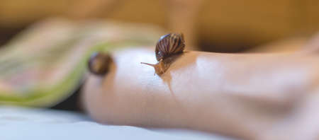 Small Achatina snails crawl on a woman's legの写真素材