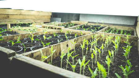 Growing seedlings in wooden and cardboard boxes under white LED lamps at home.の写真素材