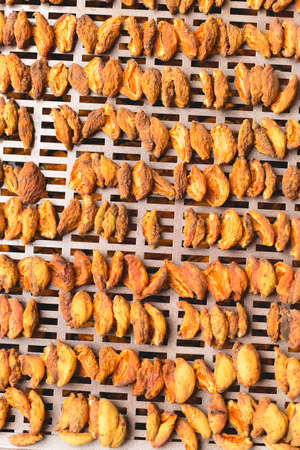 The process of home cooking dried fruits in an electric dryer. The stage of dehydration of fruits for storage and consumption in the winter. Lots of dehydrated apricots.の写真素材