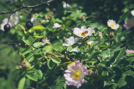 Beautiful blooming wild dog rose bush and bee on a flower in the beginning of summer in Ukraine.の写真素材