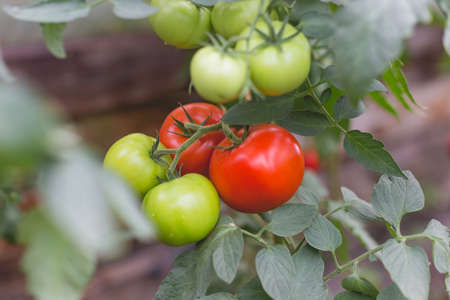 Beautiful view of red tomatoes in a greenhouse in the countryside. Soft morning lighting without harsh shadows.の写真素材