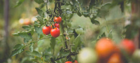 Beautiful view of red cherry tomatoes in a home garden in the countryside after rain. Soft morning lighting without harsh shadows.の写真素材