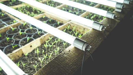 Growing seedlings in wooden and cardboard boxes under white LED lamps at home.の写真素材