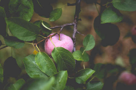 Beautiful view of the apple tree in the morning after the rain. Raindrops on an apple. A toned photo with vignetting and soft ambient light.の写真素材