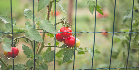Beautiful view of red cherry tomatoes in a home garden in the countryside after rain. Soft morning lighting without harsh shadows.の写真素材