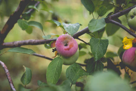 Beautiful view of the apple tree in the morning after the rain. Raindrops on an apple. A toned photo with vignetting and soft ambient light.の写真素材