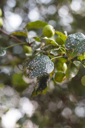 Wild pear with infected leaves. Disease on the leaves of a pear. Septoria pear - small gray spots with dark edging on the leaf blades.の写真素材