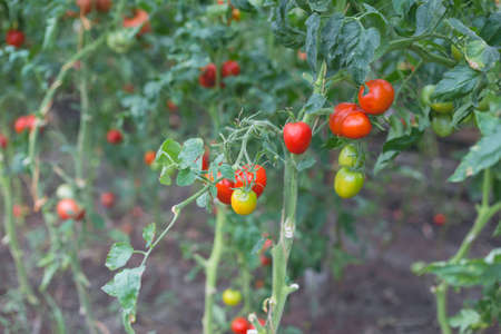 Beautiful view of red cherry tomatoes in a greenhouse in the countryside. Soft morning lighting without harsh shadows.の写真素材