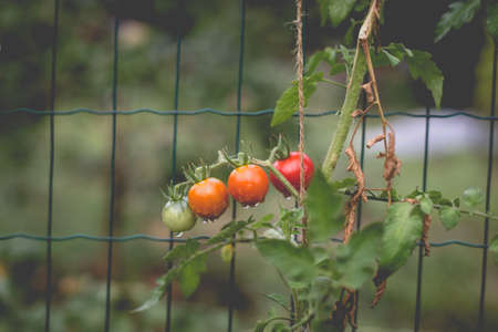 Beautiful view of red cherry tomatoes in a home garden in the countryside after rain. Soft morning lighting without harsh shadows.の写真素材