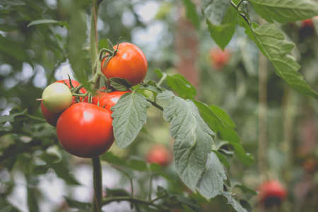 Beautiful view of red tomatoes in a greenhouse in the countryside. Soft morning lighting without harsh shadows.の写真素材
