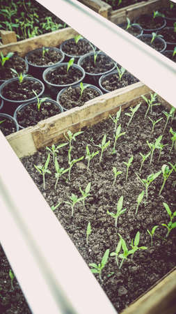 Growing seedlings in wooden and cardboard boxes under white LED lamps at home.の写真素材
