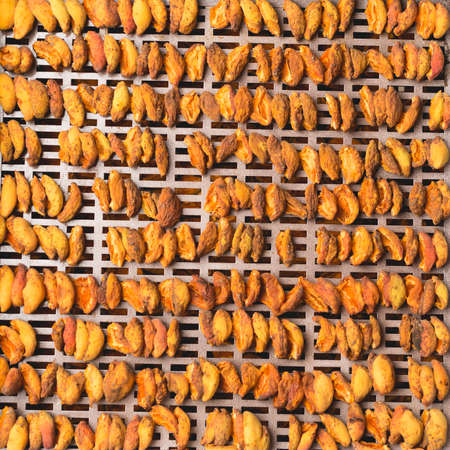 The process of home cooking dried fruits in an electric dryer. The stage of dehydration of fruits for storage and consumption in the winter. Lots of dehydrated apricots.の写真素材