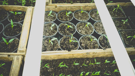 Growing seedlings in wooden and cardboard boxes under white LED lamps at home.の写真素材