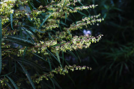 Branch of cannabis and marijuana. Ganja, hemp beautiful treeの写真素材