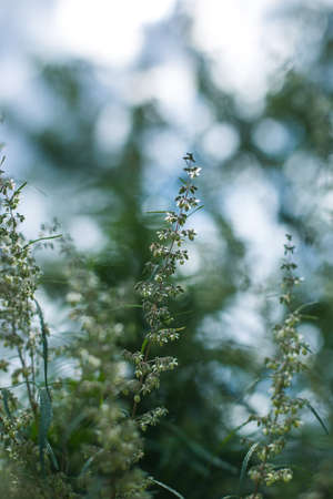 Branch of cannabis and marijuana. Ganja, hemp beautiful treeの写真素材