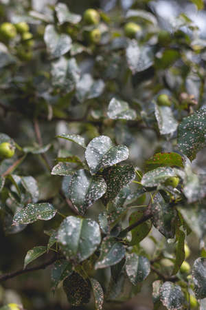 Wild pear with infected leaves. Disease on the leaves of a pear. Septoria pear - small gray spots with dark edging on the leaf blades.の写真素材
