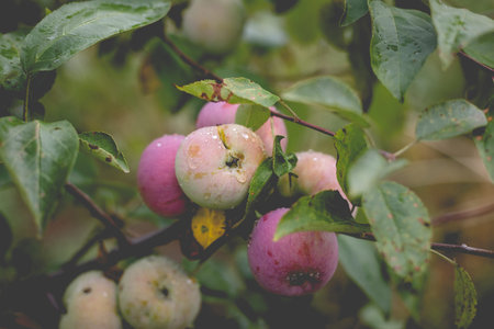 Beautiful view of the apple tree in the morning after the rain. Raindrops on an apple. A toned photo...