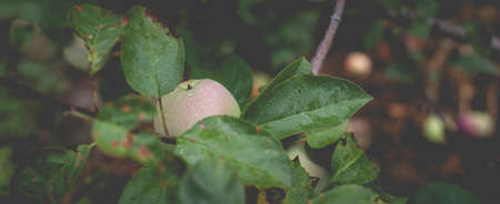 Beautiful view of the apple tree in the morning after the rain. Raindrops on an apple. A toned photo with vignetting and soft ambient light.の写真素材