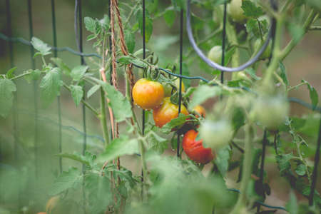 Beautiful view of red cherry tomatoes in a home garden in the countryside after rain. Soft morning lighting without harsh shadows.の写真素材