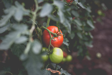 Beautiful view of red tomatoes in a greenhouse in the countryside. Soft morning lighting without harsh shadows.の写真素材