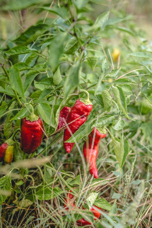 Big beautiful peppers in the home garden in the countryside after the rain.の写真素材