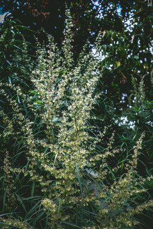 Branch of cannabis and marijuana. Ganja, hemp beautiful tree