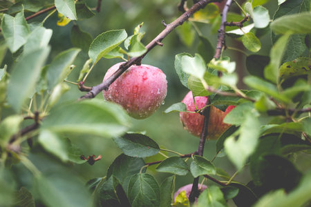Beautiful view of the apple tree in the morning after the rain. Raindrops on an apple. A toned photo with vignetting and soft ambient light.の写真素材
