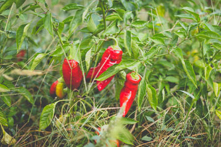 Big beautiful peppers in the home garden in the countryside after the rain.の写真素材