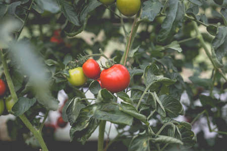 Beautiful view of red tomatoes in a greenhouse in the countryside. Soft morning lighting without harsh shadows.の写真素材