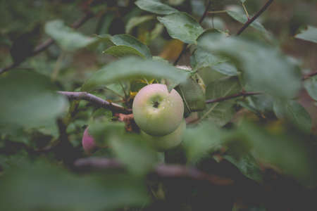 Beautiful view of the apple tree in the morning after the rain. Raindrops on an apple. A toned photo with vignetting and soft ambient light.の写真素材