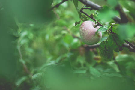 Beautiful view of the apple tree in the morning after the rain. Raindrops on an apple. A toned photo with vignetting and soft ambient light.の写真素材