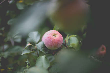 Beautiful view of the apple tree in the morning after the rain. Raindrops on an apple. A toned photo with vignetting and soft ambient light.の写真素材