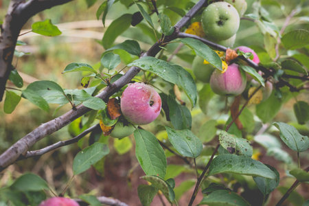 Beautiful view of the apple tree in the morning after the rain. Raindrops on an apple. A toned photo with vignetting and soft ambient light.の写真素材