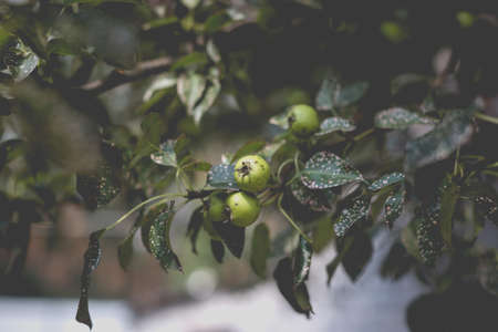 Wild pear with infected leaves. Disease on the leaves of a pear. Septoria pear - small gray spots with dark edging on the leaf blades.の写真素材