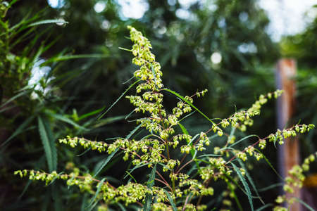 Branch of cannabis and marijuana. Ganja, hemp beautiful treeの写真素材