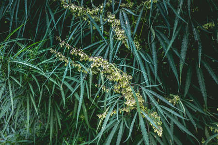 Branch of cannabis and marijuana. Ganja, hemp beautiful treeの写真素材