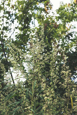 Branch of cannabis and marijuana. Ganja, hemp beautiful treeの写真素材