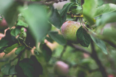 Beautiful view of the apple tree in the morning after the rain. Raindrops on an apple. A toned photo with vignetting and soft ambient light.の写真素材